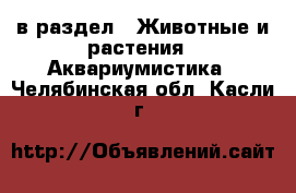  в раздел : Животные и растения » Аквариумистика . Челябинская обл.,Касли г.